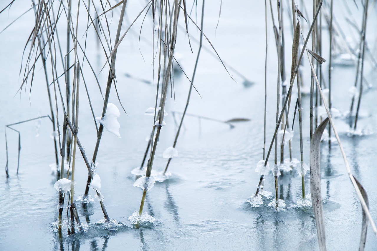 Image - reed frozen cold nature ice