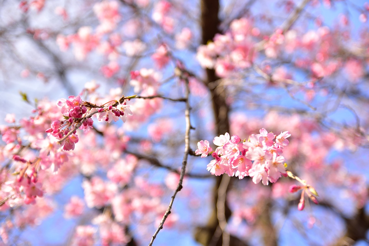 Image - sakura tokyo japan