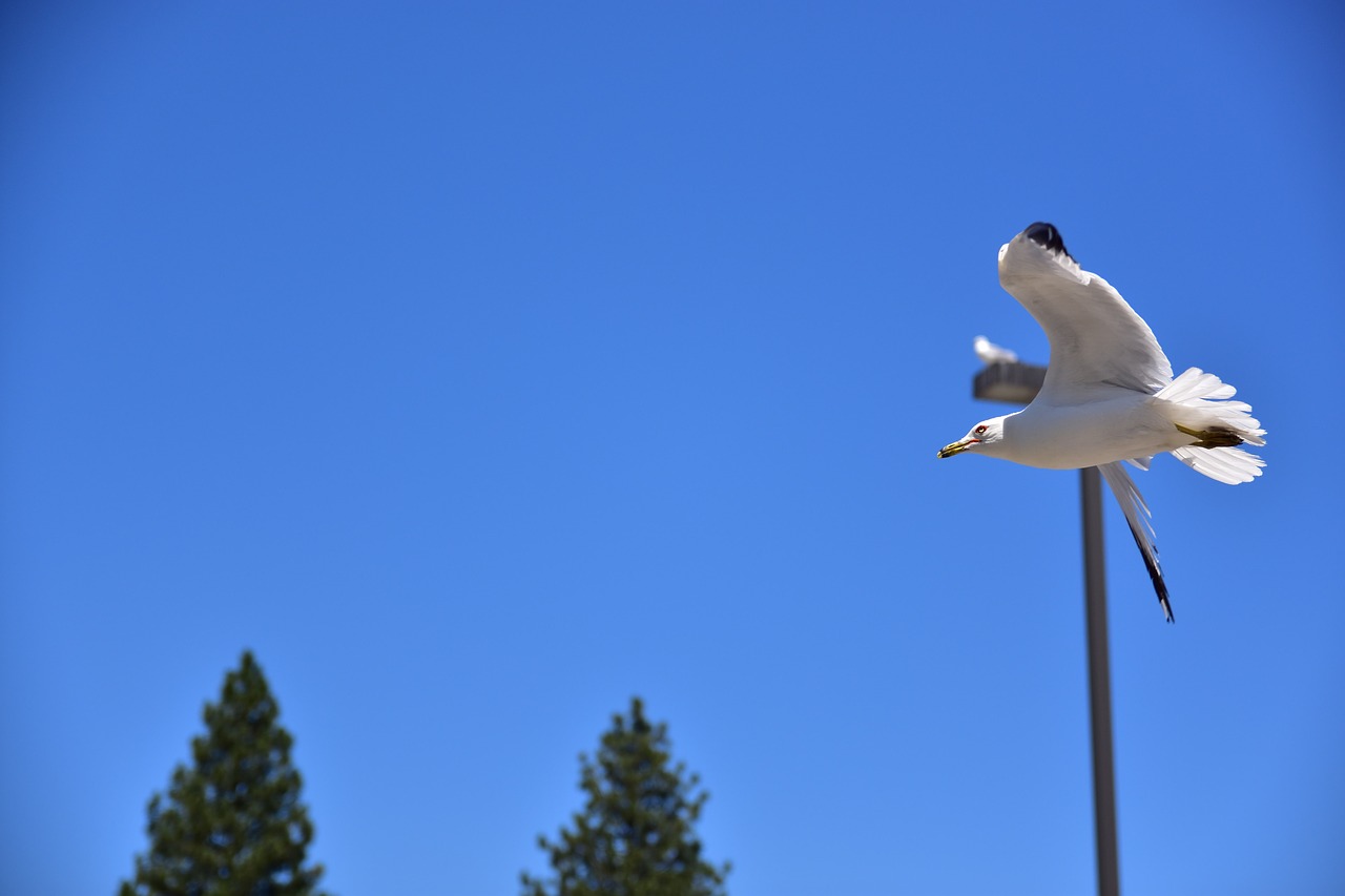 Image - soar sea gull united states