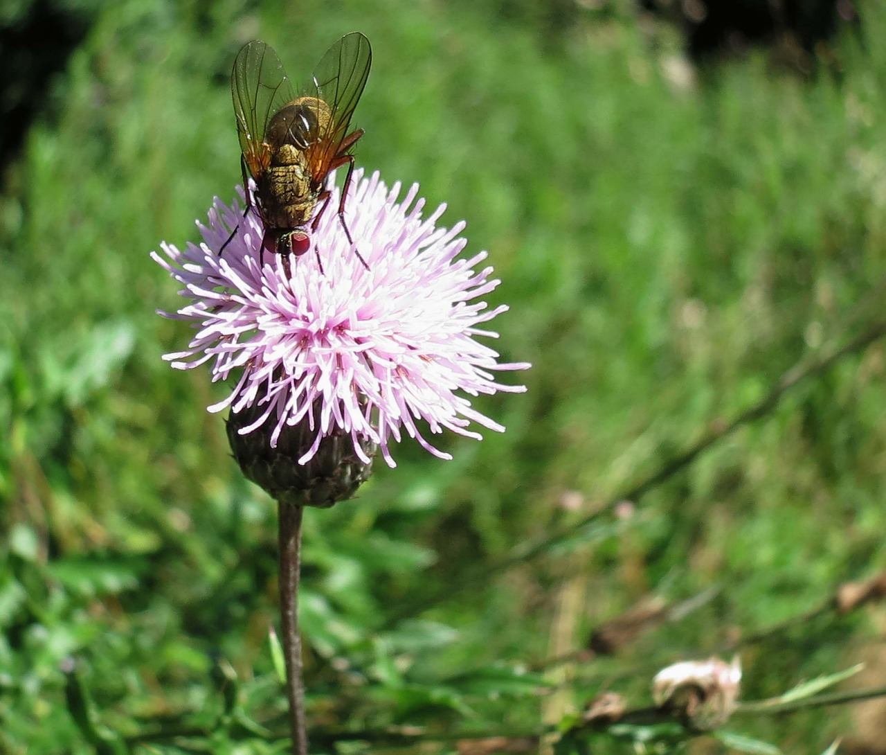 Image - fly thistle flower nature blossom