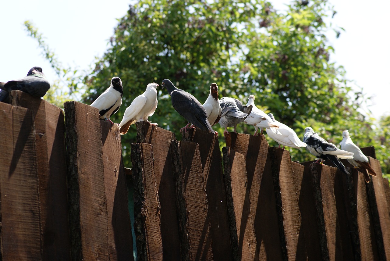 Image - pigeons the dovecote birds