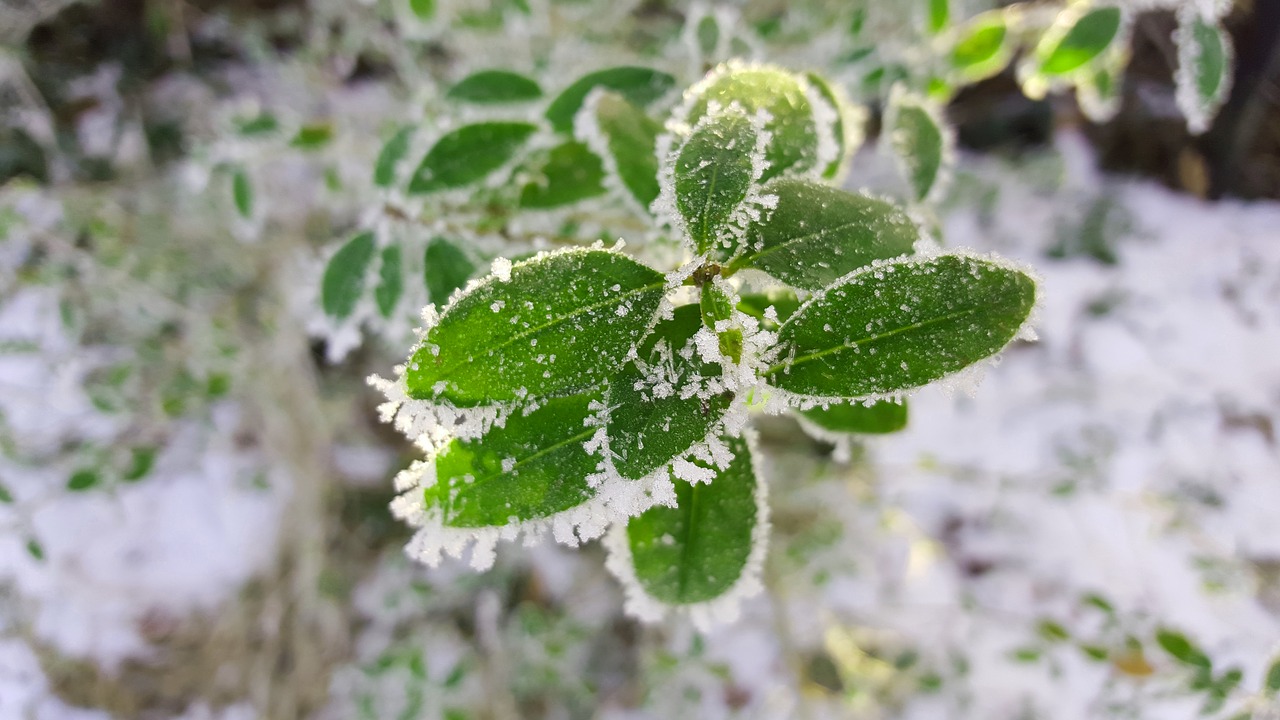 Image - winter ice hoarfrost wintry cold