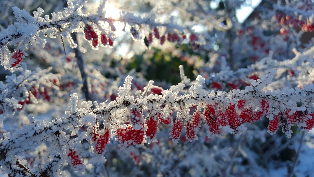 Image - winter ice hoarfrost wintry cold