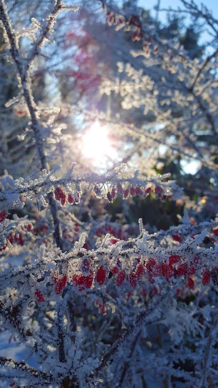 Image - winter ice hoarfrost wintry cold