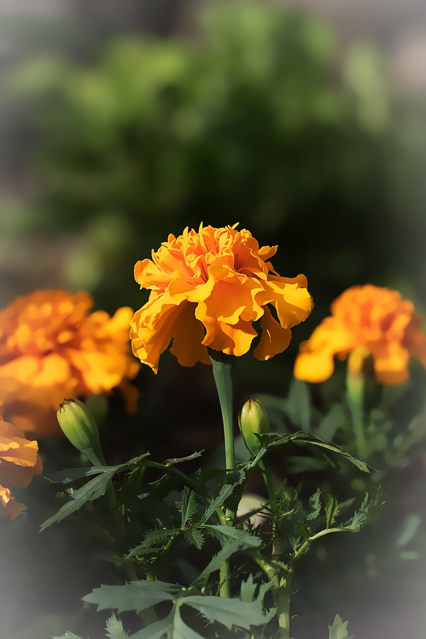 Image - marigold marigolds turkish carnation