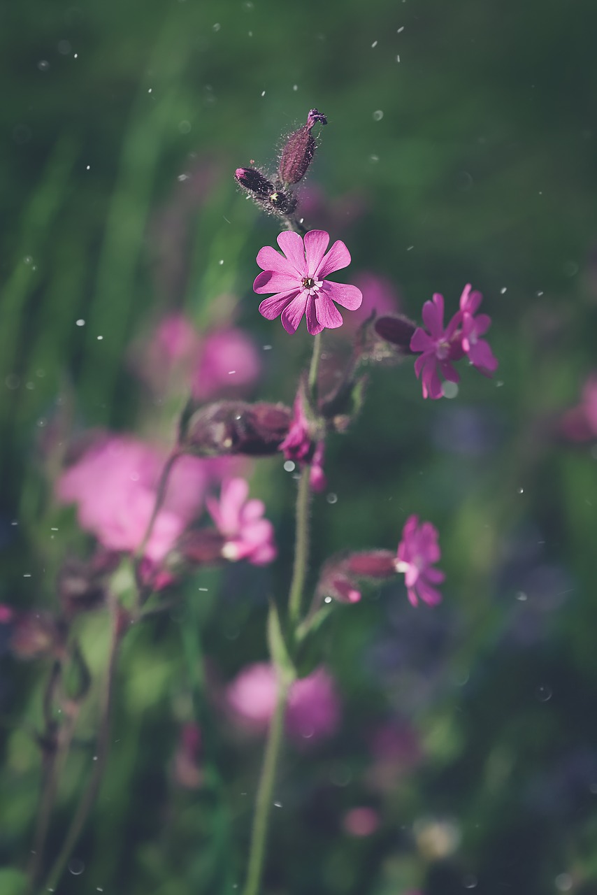 Image - red campion heath orchid blossom
