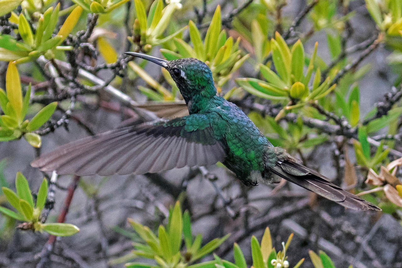 Image - cuba hummingbird green emerald