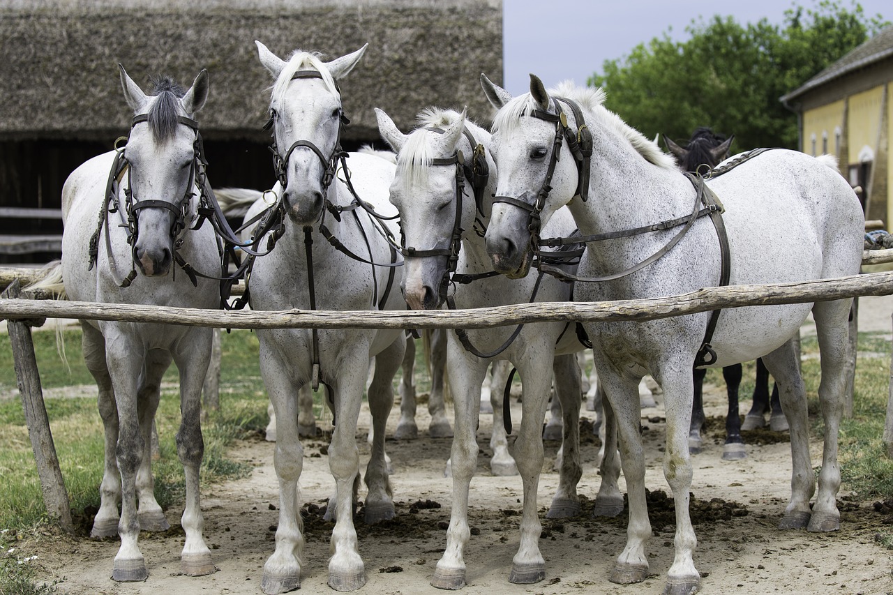 Image - hungarian team of grey horses