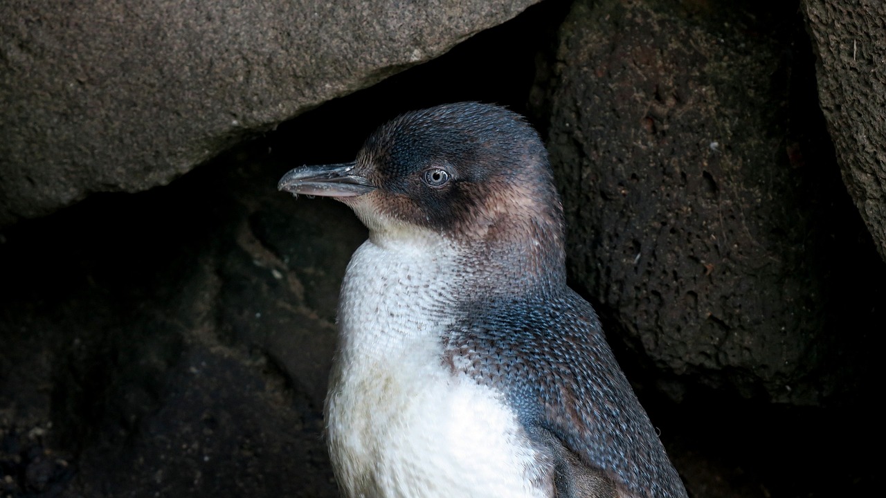 Image - penguin australia wildlife