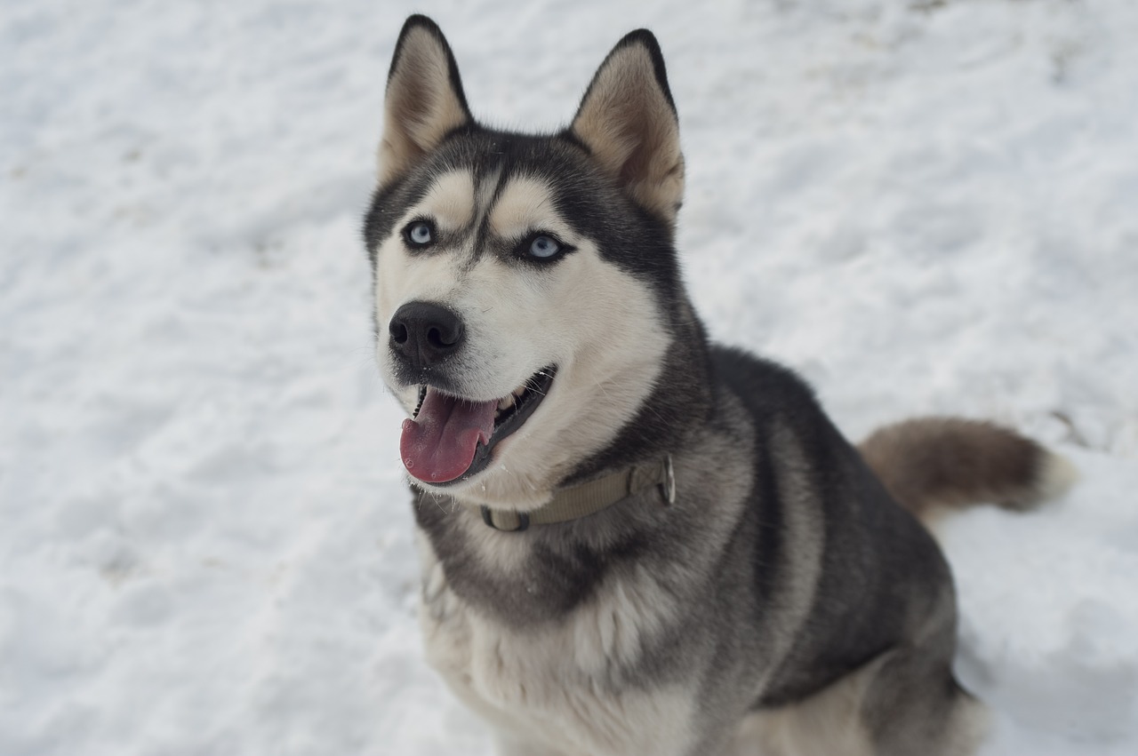 Image - husky dog siberian husky sled dog