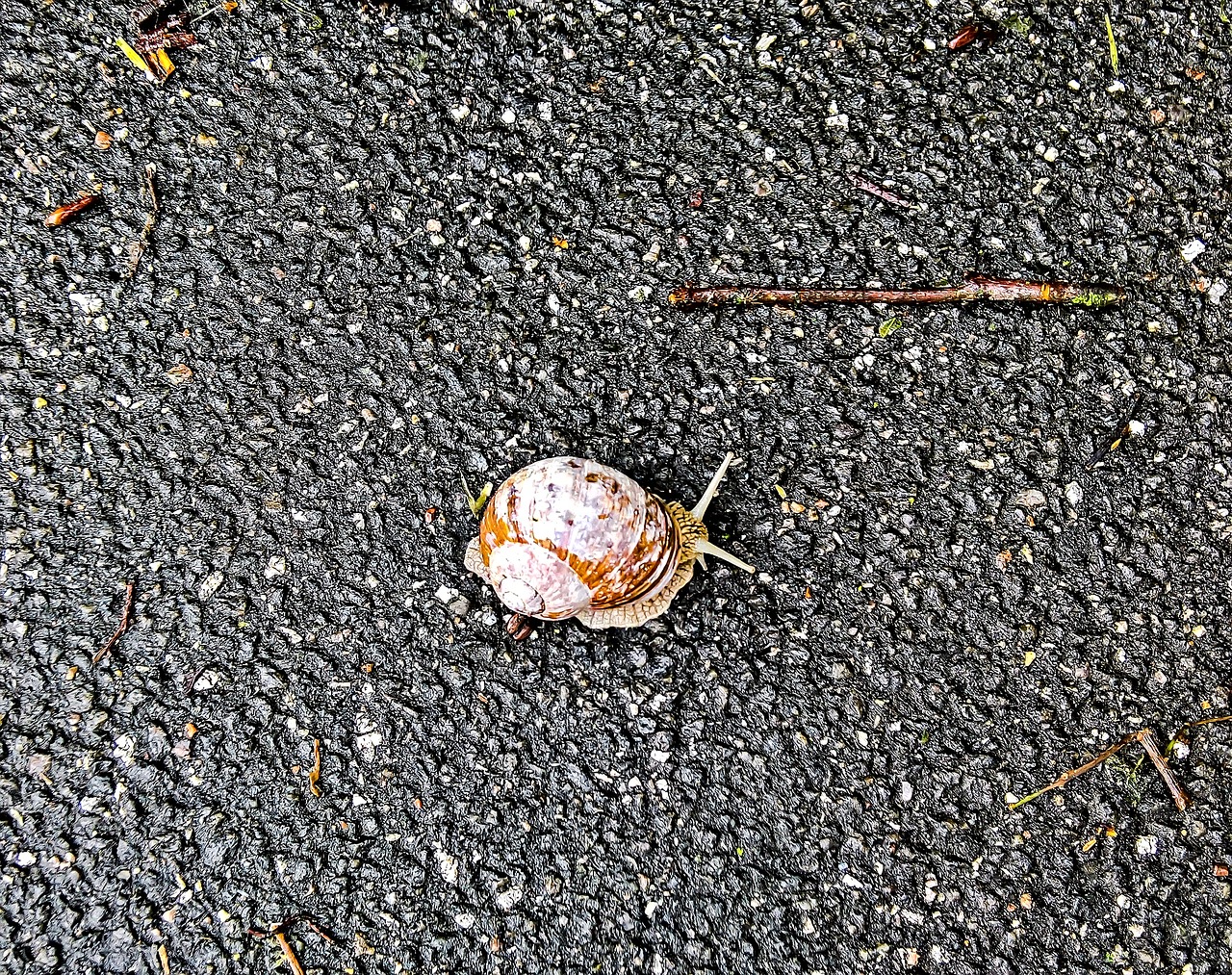 Image - snail mollusk shell white brown