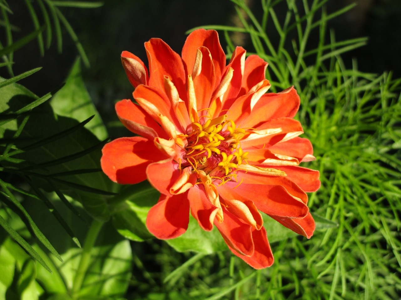 Image - zinnia composites summer flower