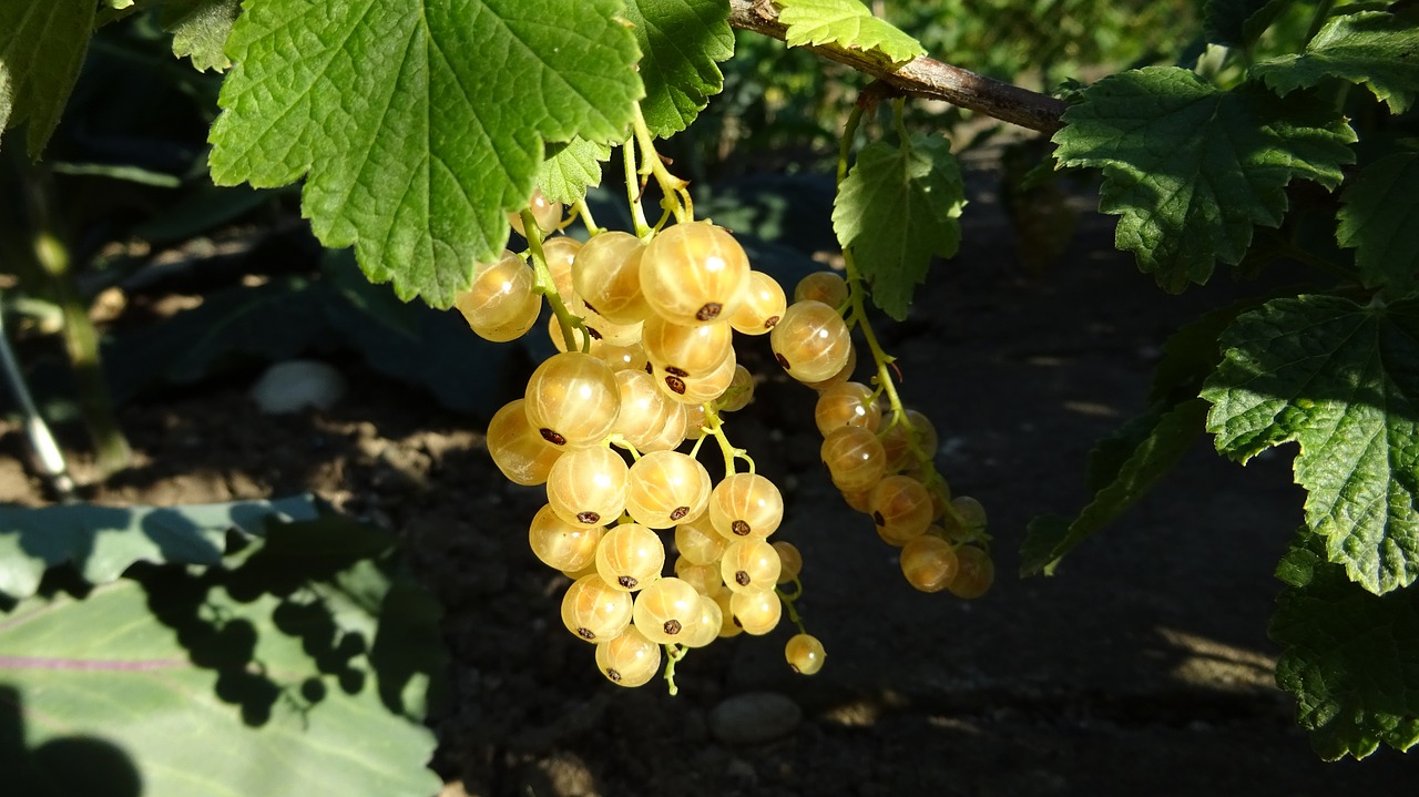 Image - currants ribes aureum yellow