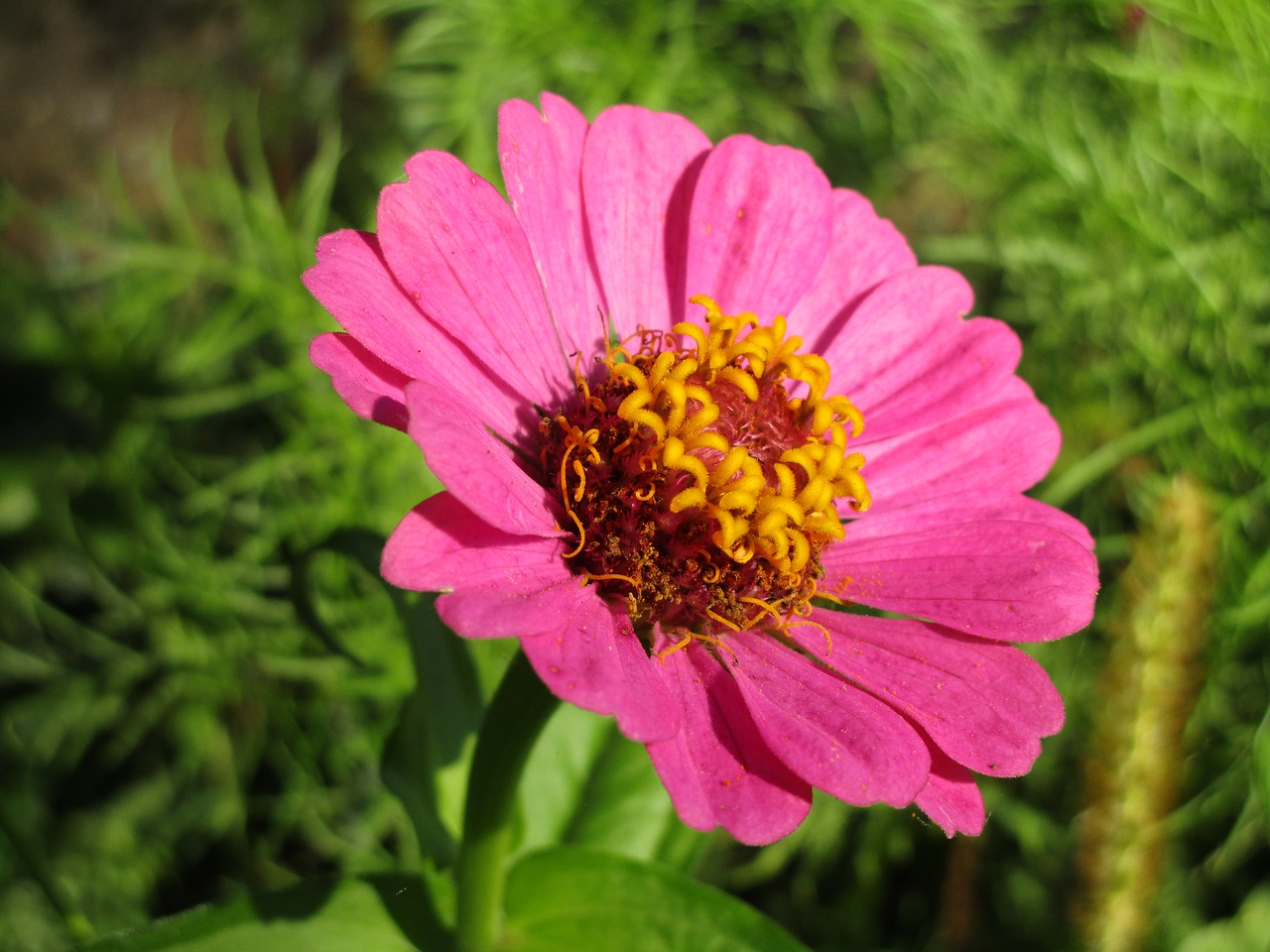 Image - zinnia pink zinnia violacea