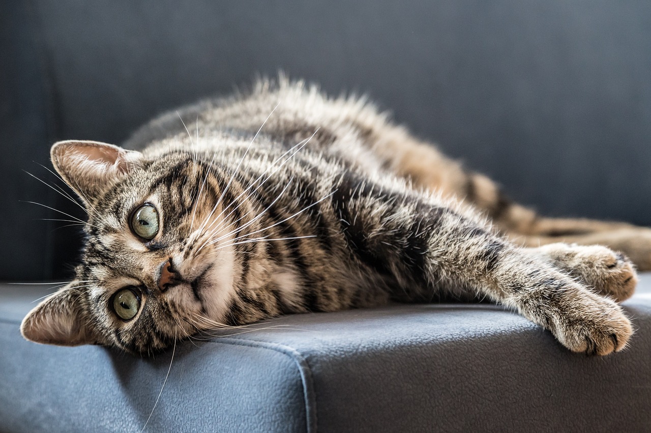 Image - cat grey domestic cat relax pet