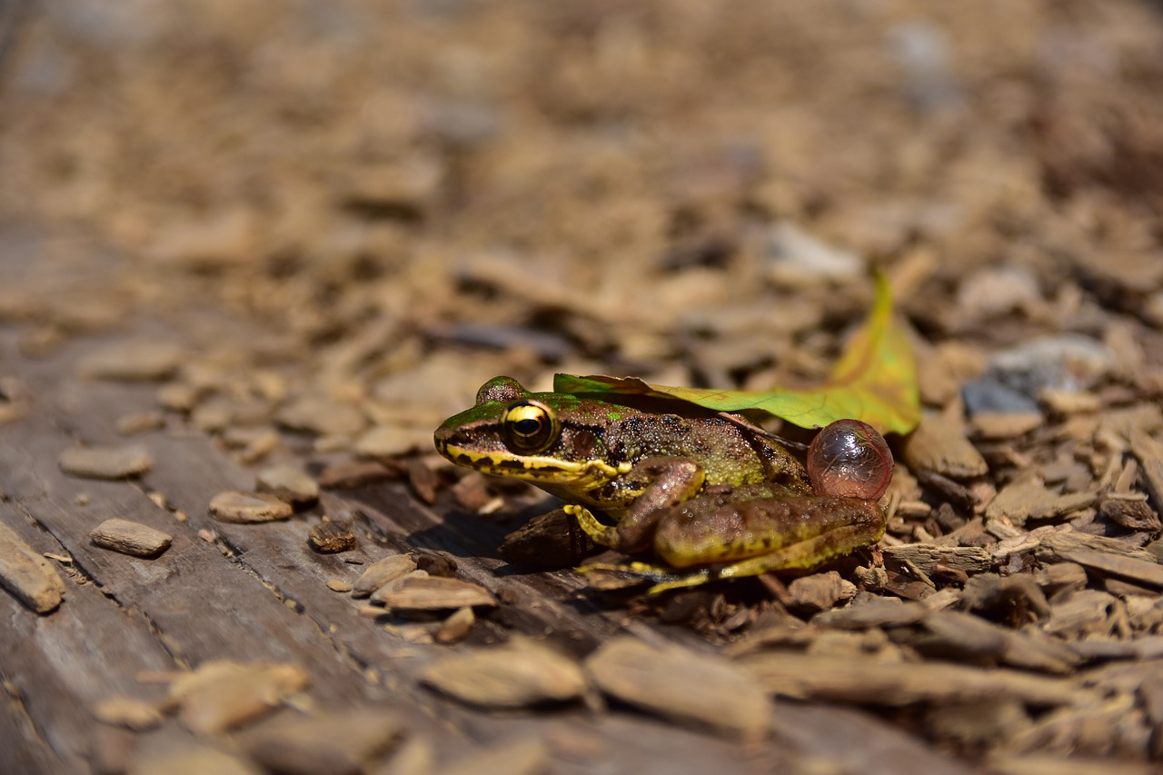 Image - taiwan hsinchu frog