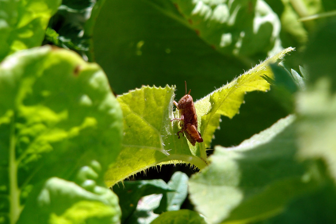 Image - insect leaf grasshopper green