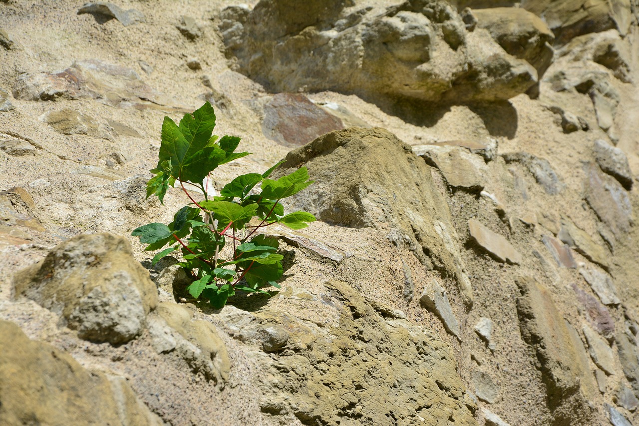 Image - rock wall plant hope grow enforce