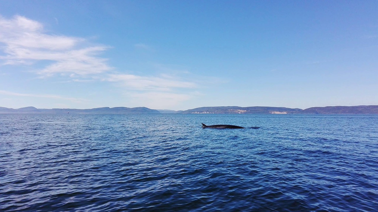 Image - canada whale water river blue