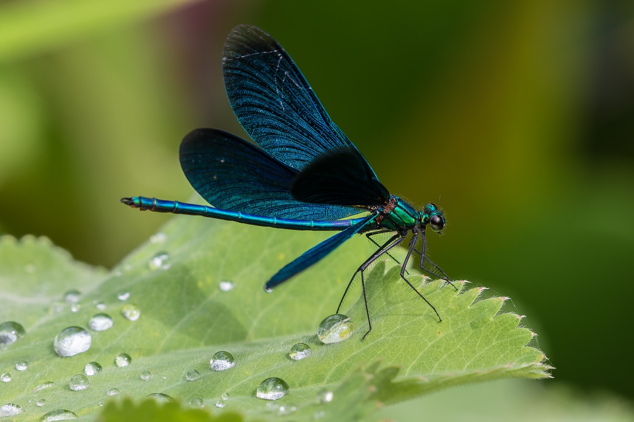 Image - demoiselle blue dragonfly dragonfly