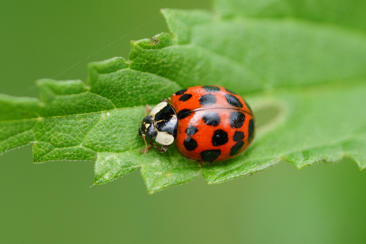 Image - ladybug red macro beetle