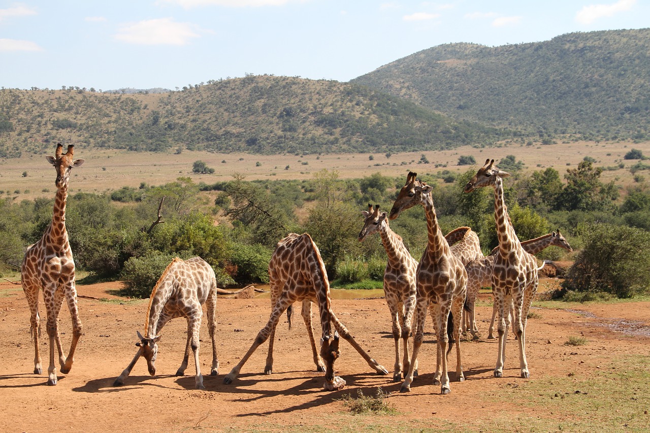 Image - giraffe pilanesberg safari animal