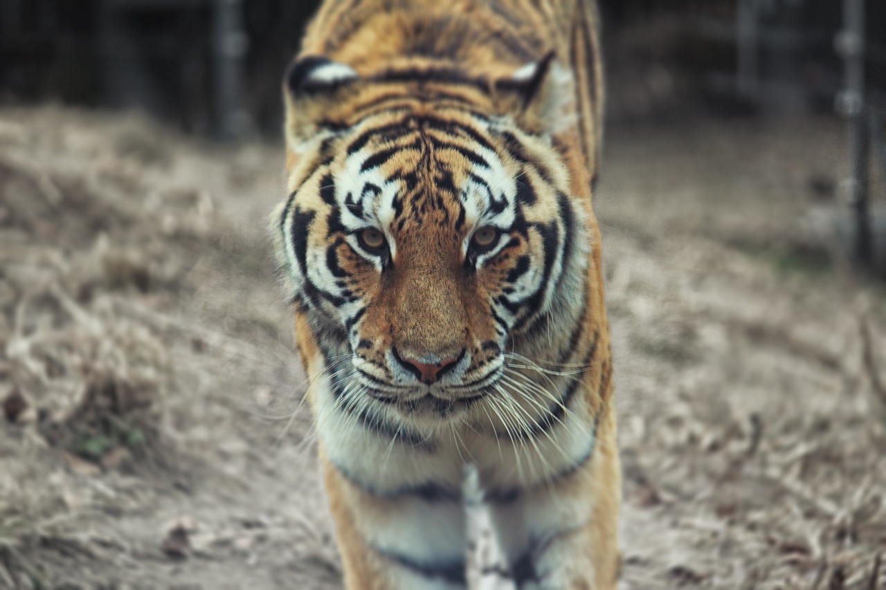 Image - tiger zoo beast of prey