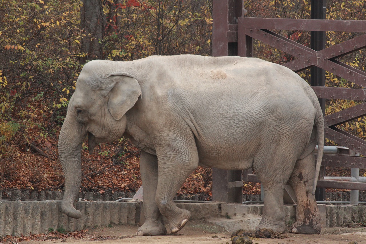 Image - elephant zoo a grazing animal