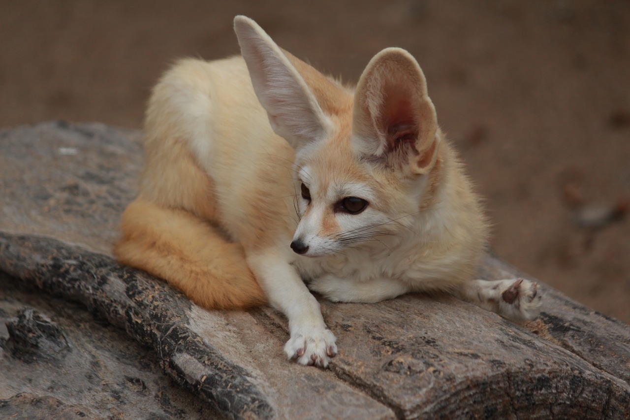 Image - desert fox animal cute