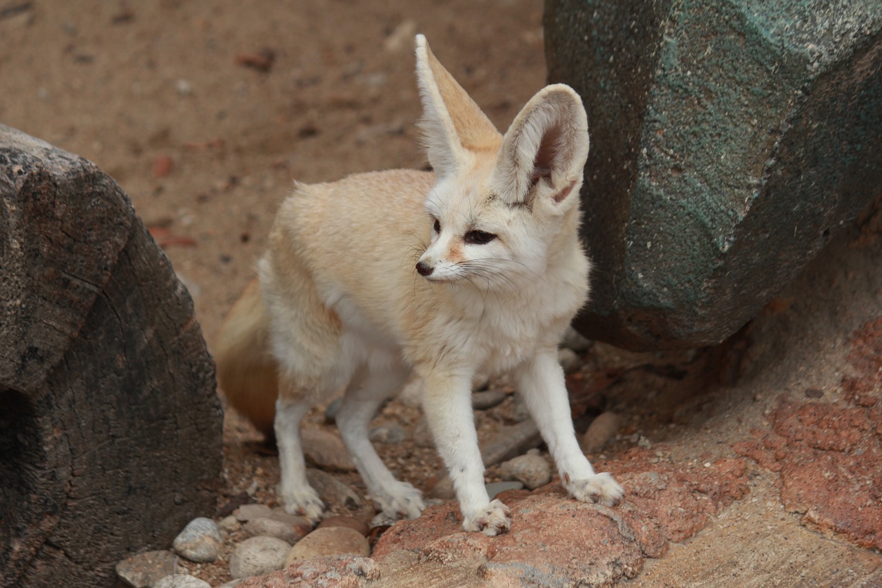 Image - desert fox animal cute