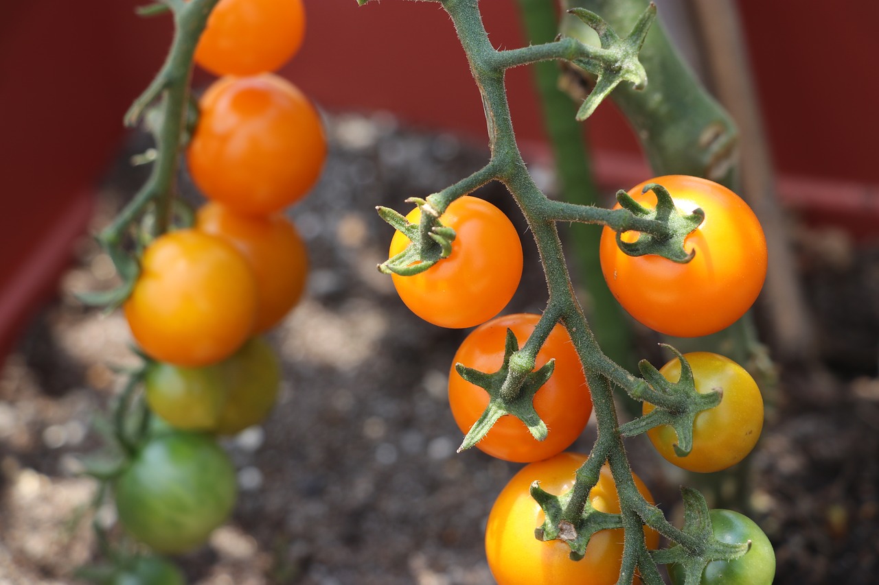 Image - vegetables tomato mini tomato