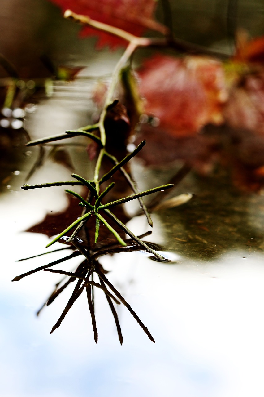 Image - puddle leaf weather nature water