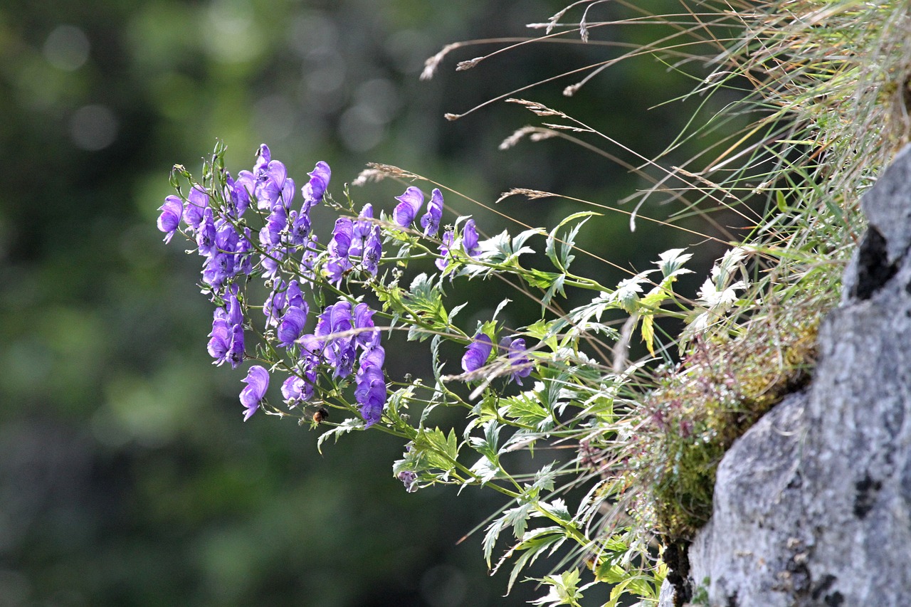 Image - mountain plant nature blossom