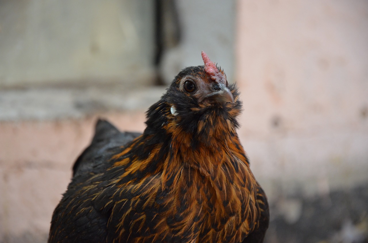 Image - chicken brown poultry happy hens