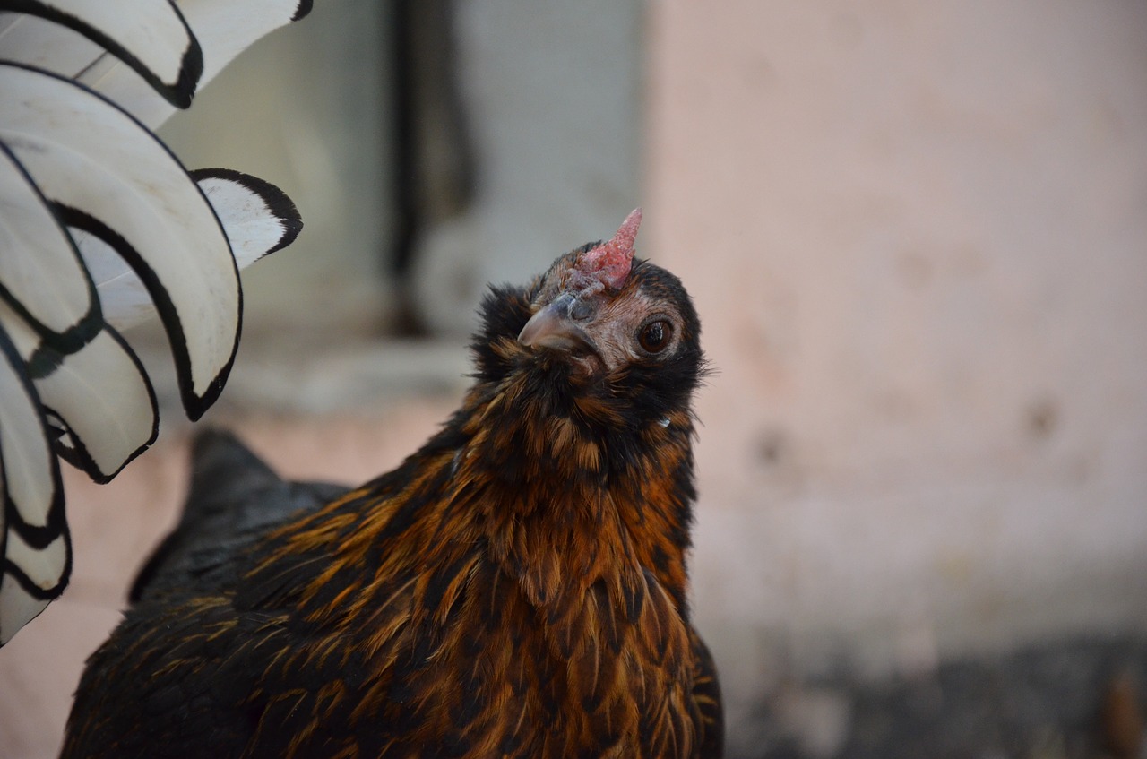 Image - chicken brown poultry happy hens