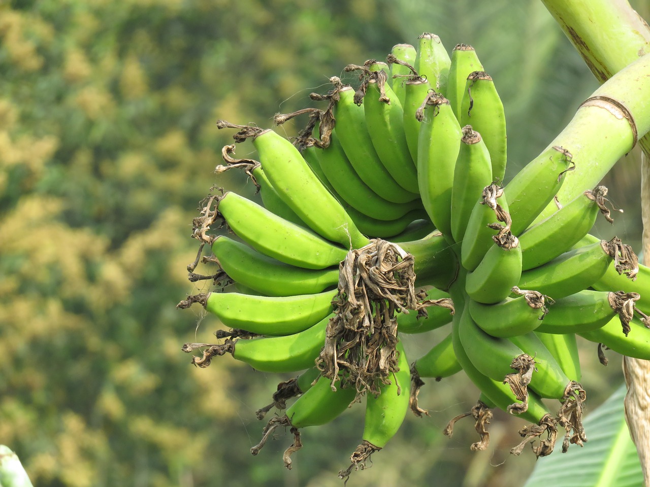 Image - banana green banana green fruit