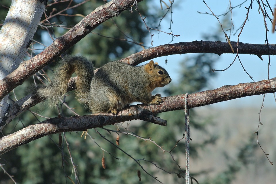 Image - squirrel cute animal wild wildlife