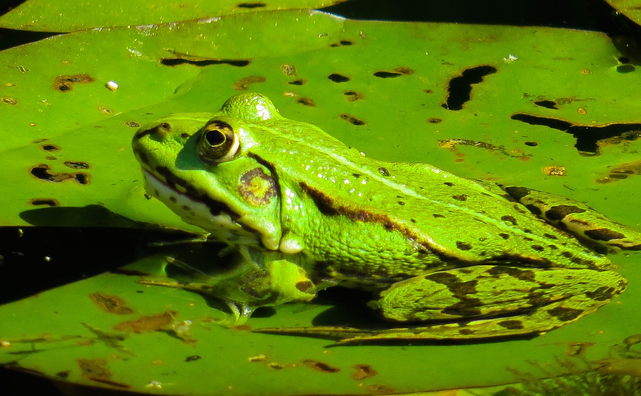 Image - animal nature frog leaf water