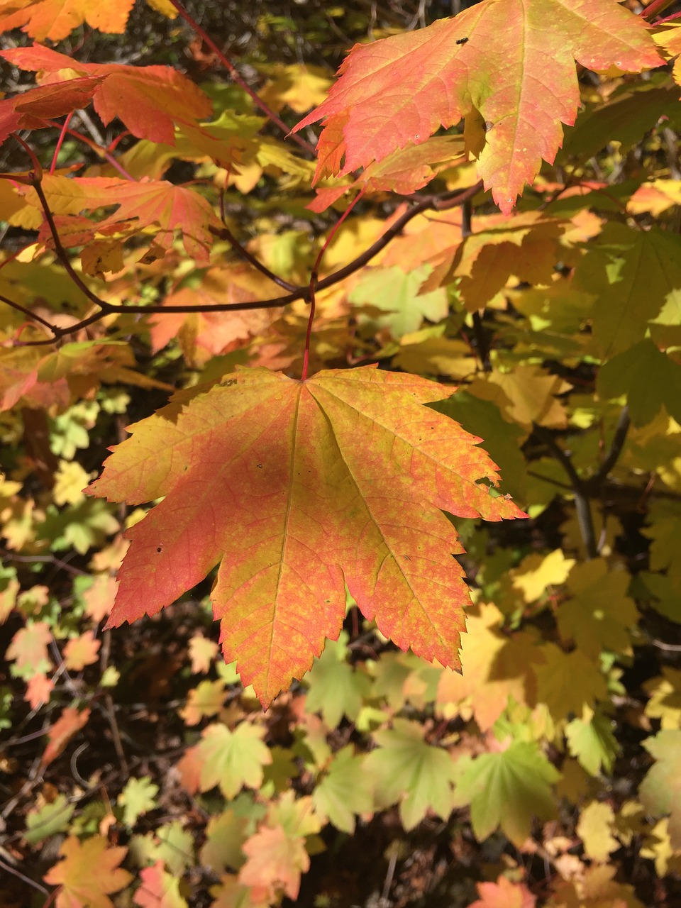 Image - vine maple leaf autumn foliage