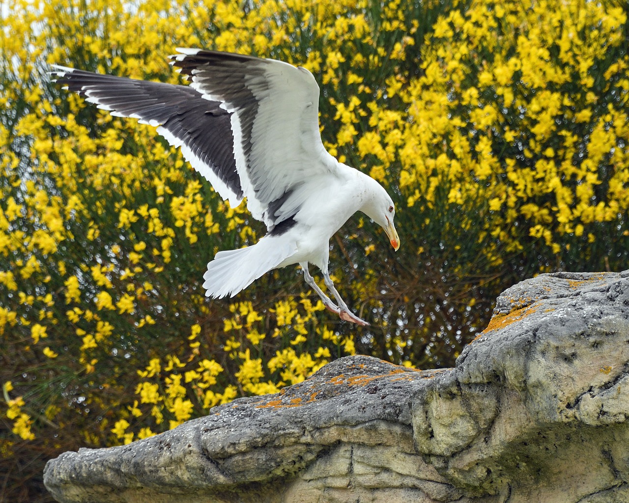 Image - gull flight land bird yellow