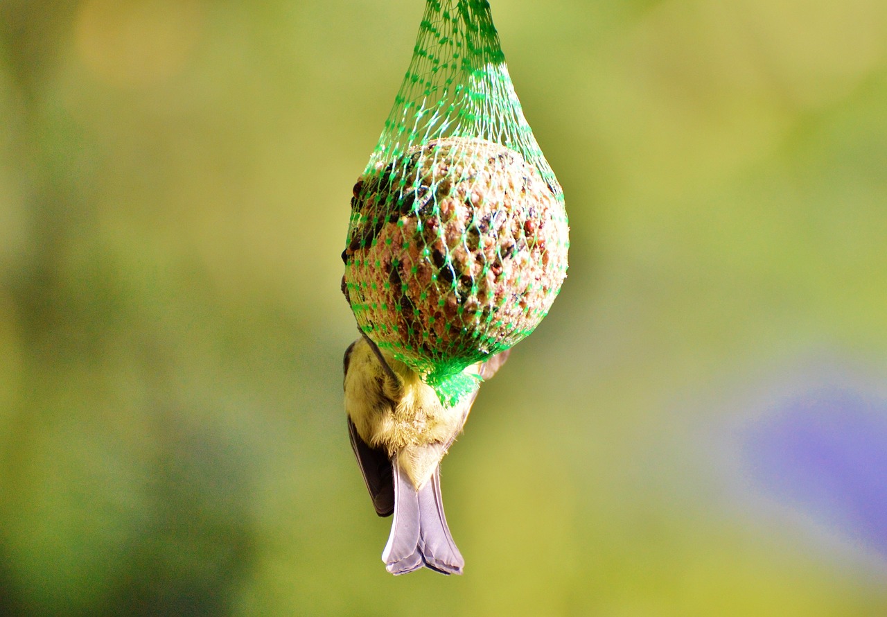 Image - tit tits cock bird feather