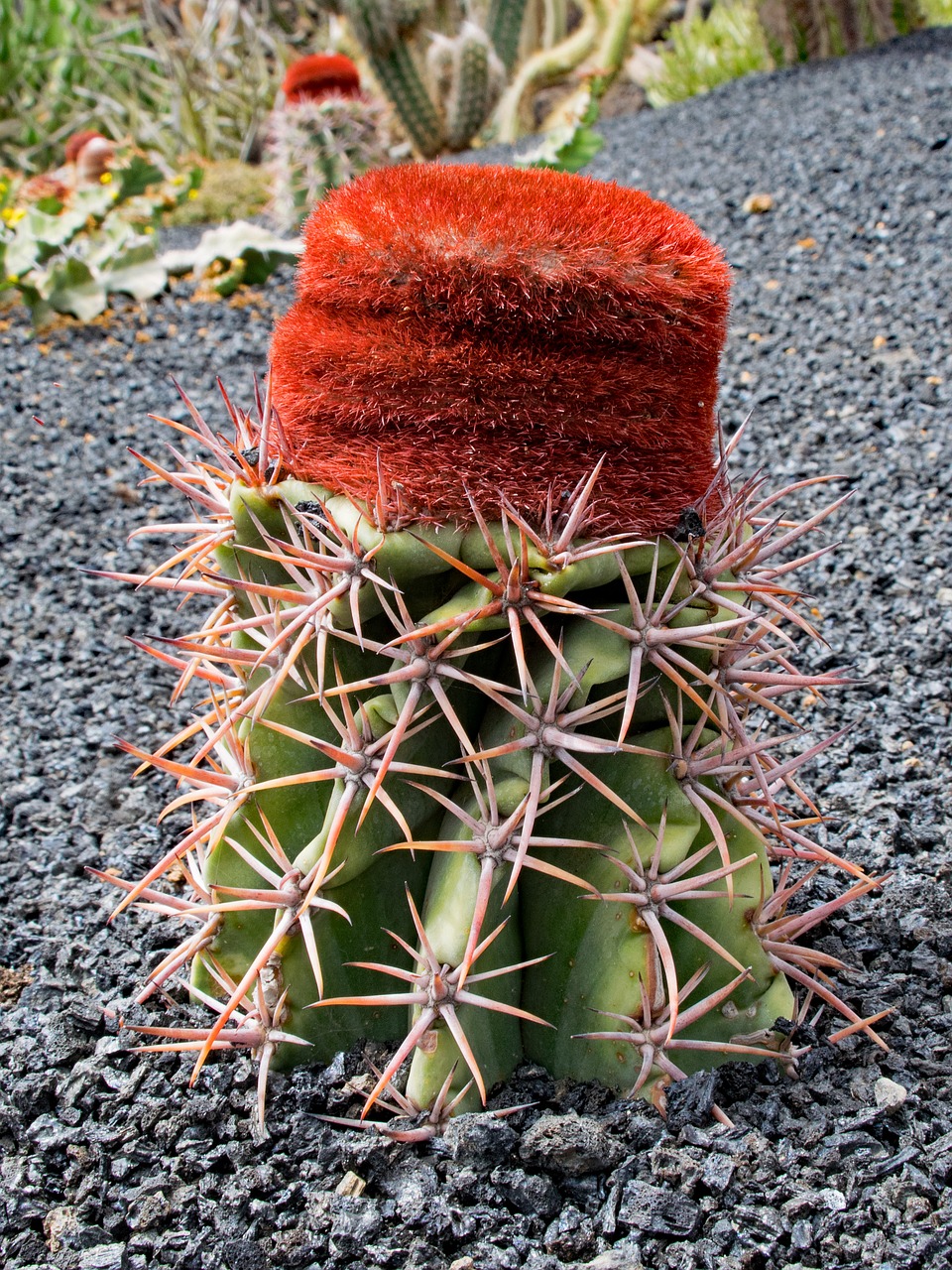 Image - jardin de cactus cactus lanzarote