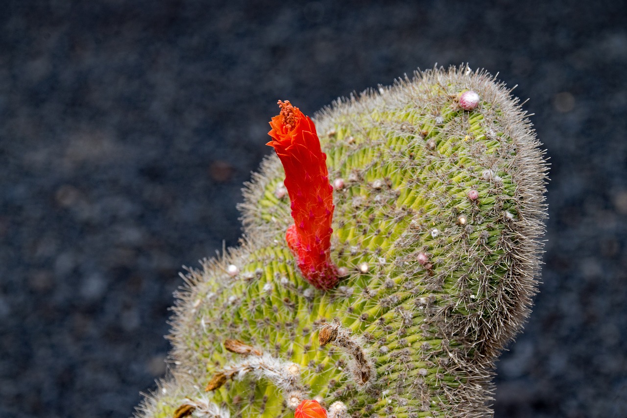 Image - jardin de cactus cactus lanzarote
