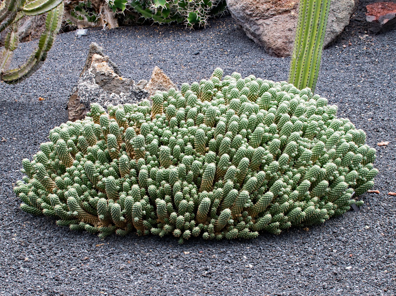 Image - jardin de cactus cactus lanzarote