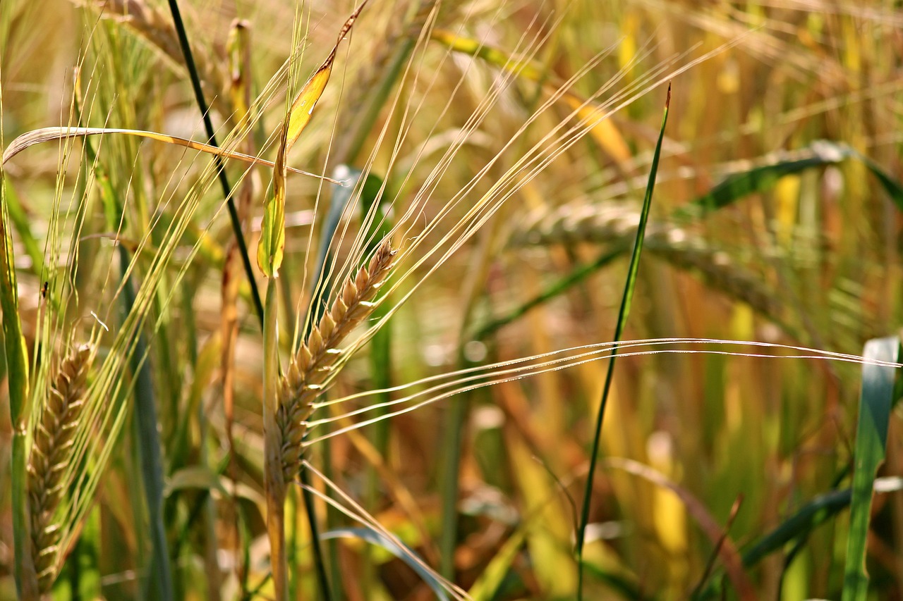 Image - rye cereals spike mature immature