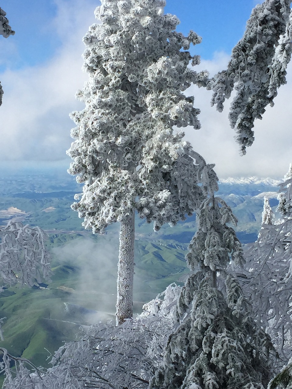 Image - tree snow winter view cold nature