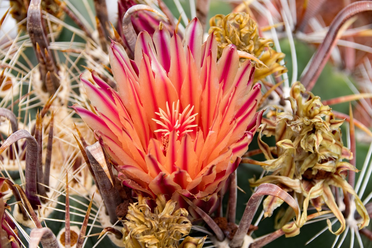Image - jardin de cactus cactus blossom