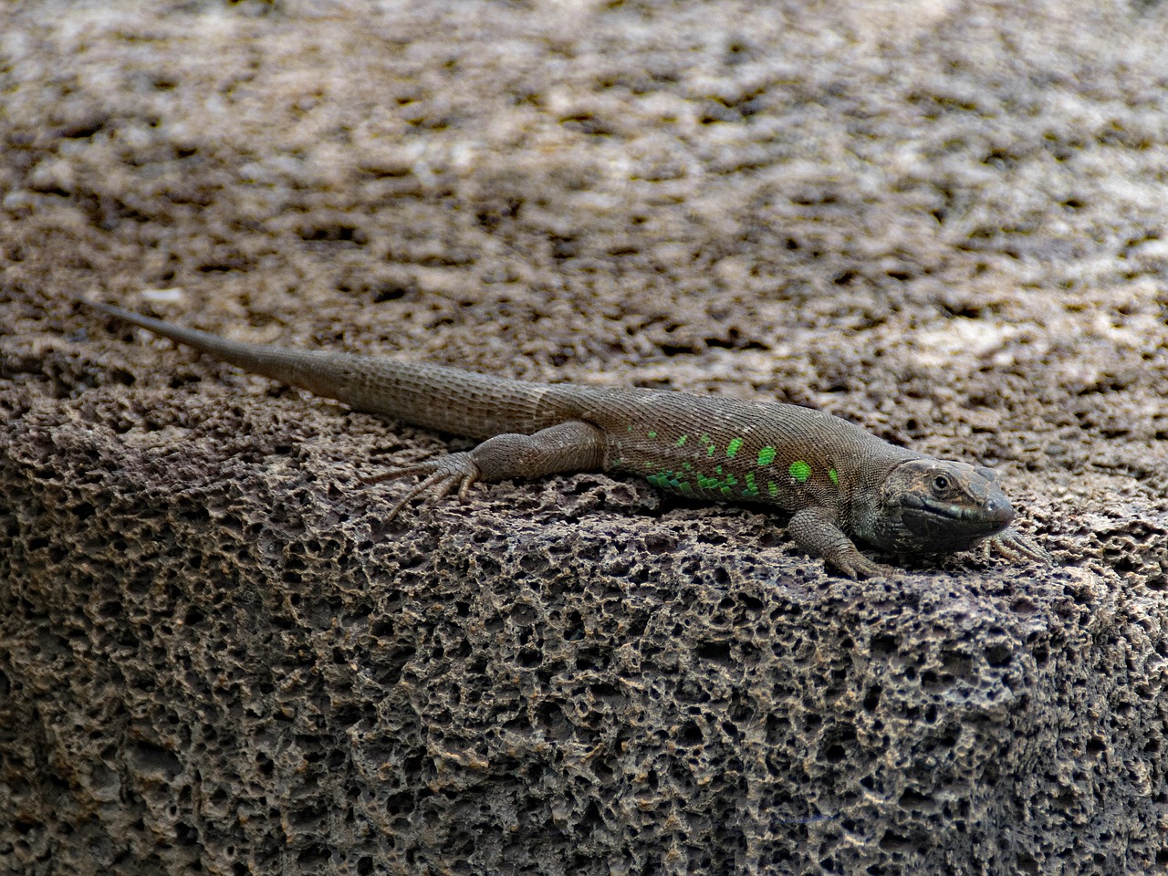 Image - ostkanaren lizard lizard