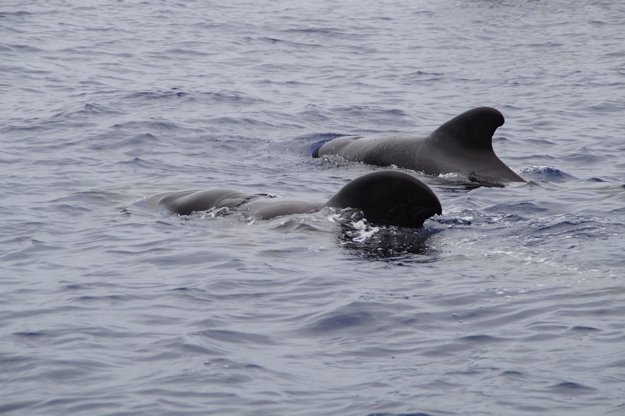 Image - whales pilot whales marine mammals