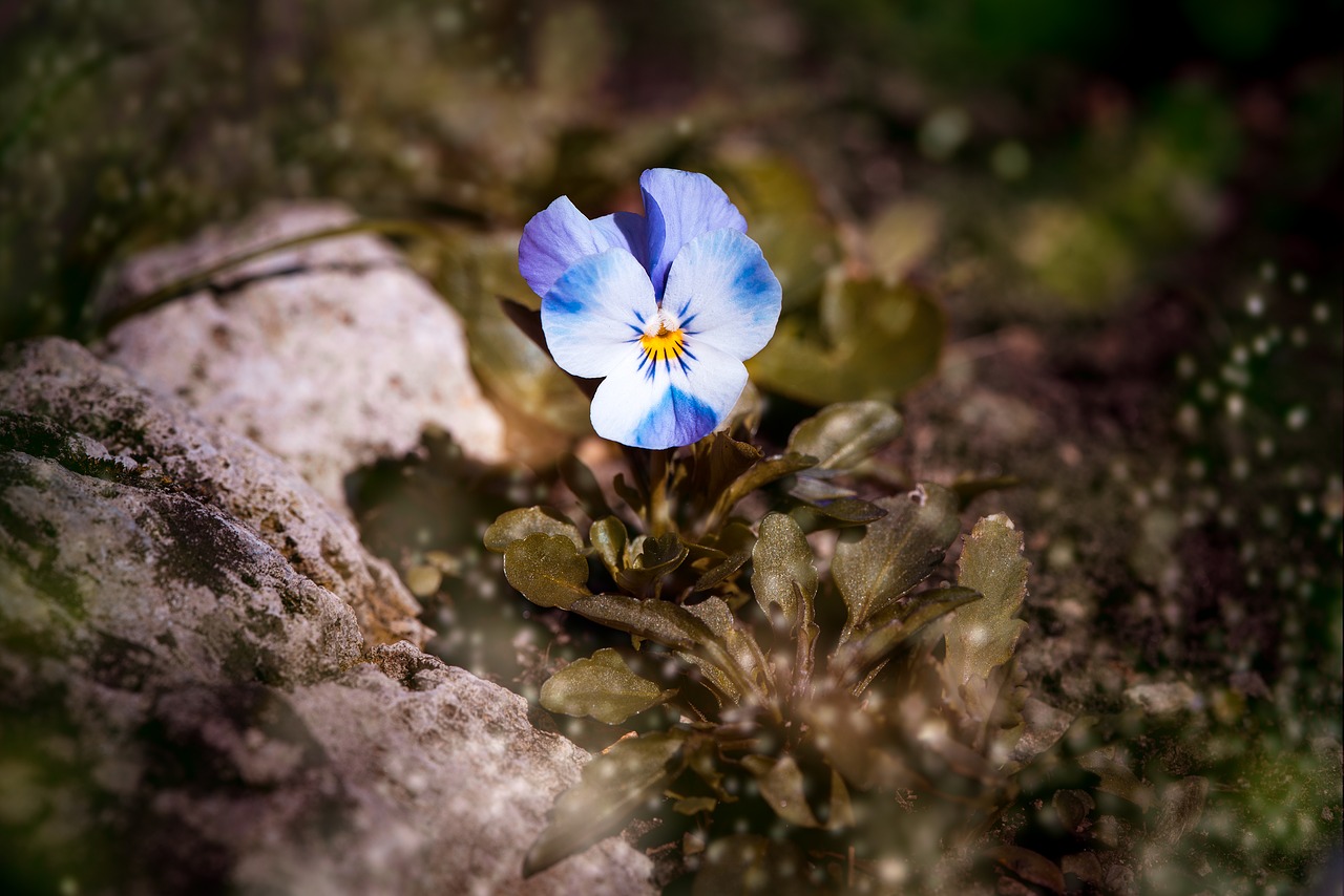 Image - violet pansy blue white blue white